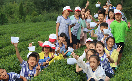 中国童子军青岛夏令营—采茶